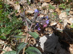 Pulmonaria hirta