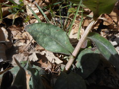 Pulmonaria hirta