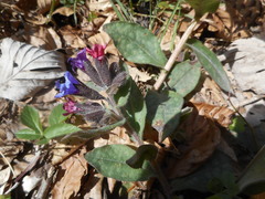 Pulmonaria hirta