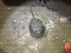 Limulus polyphemus