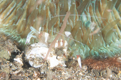 Ancylomenes magnificus