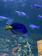 Paracanthurus