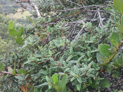 Weinmannia tomentosa