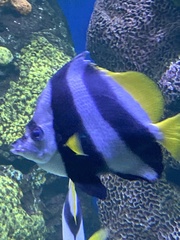 Heniochus