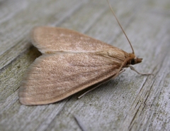 Framinghamia helvalis