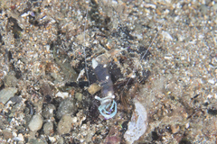 Ancylomenes magnificus