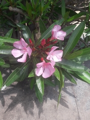 Nerium oleander