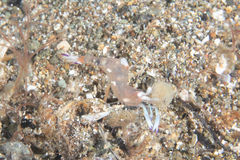 Ancylomenes magnificus