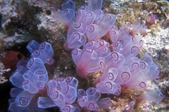 Clavelina picta