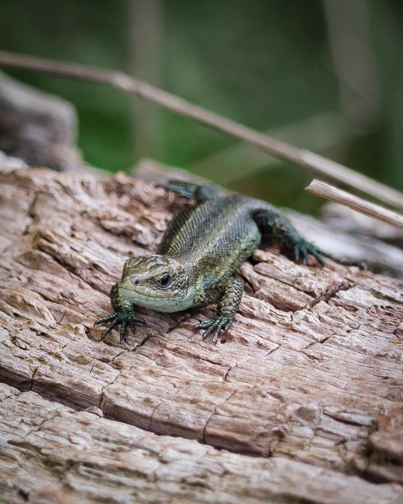 April Lizard Viviparous Lizard from Helpston CP, Peterborough, England, GB on April ...
