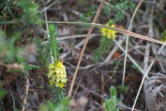 Thymelaea coridifolia