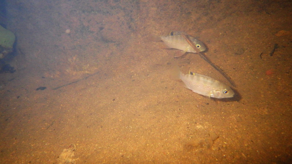 Damba (Paretroplus damii) — Cichlidae
