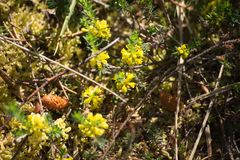 Thymelaea coridifolia