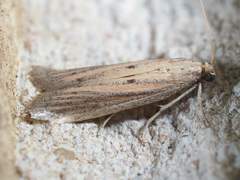Bandera binotella