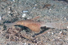 Solenostomus cyanopterus