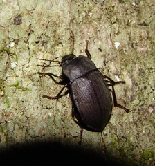 Mimopeus opaculus