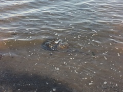 Limulus polyphemus