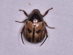 Anomala binotata