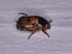 Anomala binotata