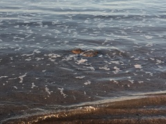 Limulus polyphemus