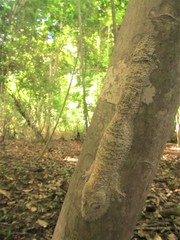 Uroplatus henkeli