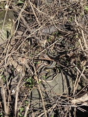 Thamnophis sirtalis sirtalis