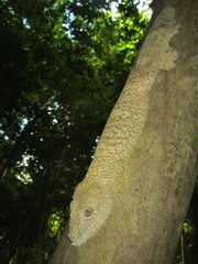 Uroplatus henkeli