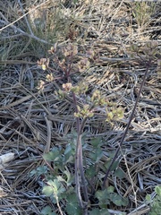 Lomatium lucidum