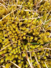 Breutelia chrysocoma