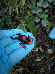 Oophaga histrionica