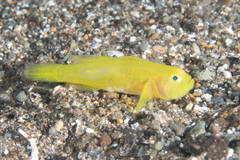 Lubricogobius exiguus