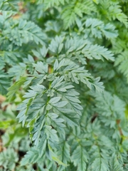 Conium maculatum