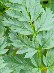 Conium maculatum