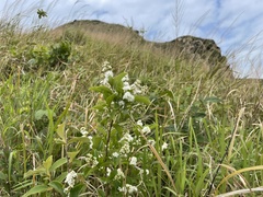 Symplocos paniculata