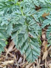 Conium maculatum
