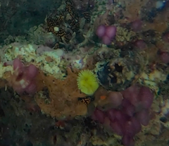 Notaulax occidentalis