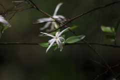 Jasminum nervosum