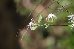 Jasminum nervosum