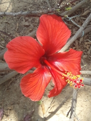 Hibiscus rosa-sinensis