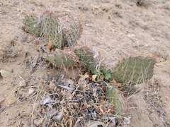 Opuntia