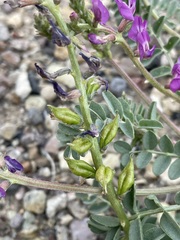 Astragalus lentiginosus