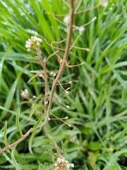 Capsella bursa-pastoris