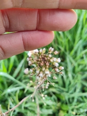 Capsella bursa-pastoris
