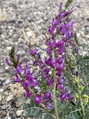 Astragalus lentiginosus