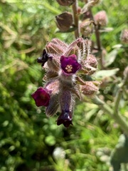 Anchusa undulata