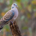 Western Oriental Turtle Dove - Photo (c) Godbolemandar, some rights reserved (CC BY-SA)