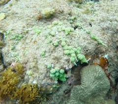 Caulerpa lentillifera