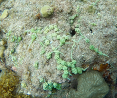 Caulerpa lentillifera