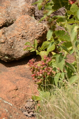 Cyphostemma lanigerum