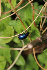 Chrysolina coerulans